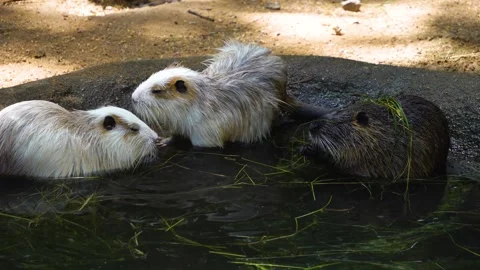 Close view of a nutria Stock Footage 254943960