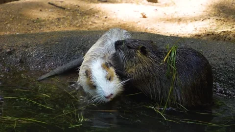 Close view of a nutria Stock Footage 254944072