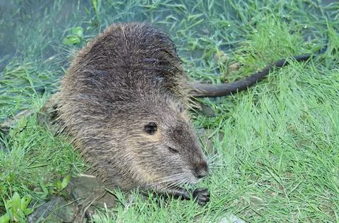 Close view of nutria in the grass Fotos Stock