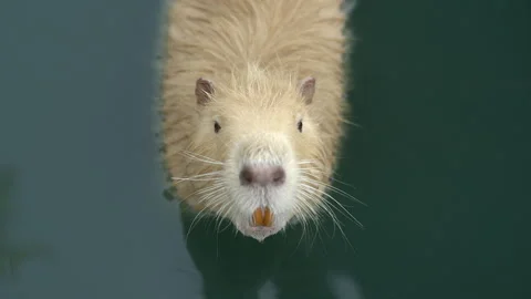 A close-up view of a Nutria Rodent. Stock Footage 266269182