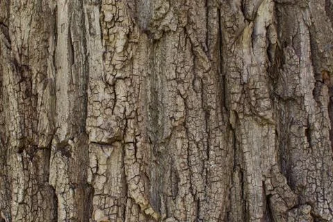 Close-up view of the oak bark. Tree texture for background Foto stock
