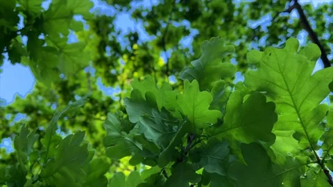 Close View of Oak Leaves in Summer Light Stock Footage 310139158