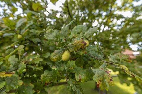 Close-up view of oak tree leaves with acorns, showcasing vibrant green foli.. Stock Photos