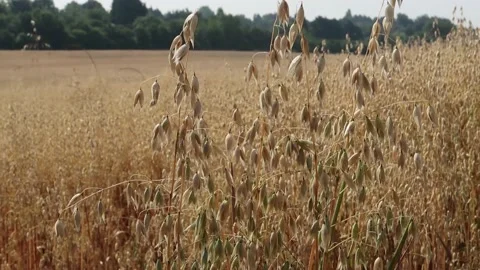 A close up view of Oat crops Stock Footage 133721904
