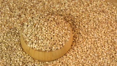 Close view oat groats. Grain kernel rotating in wooden container. Stock Footage 146385268