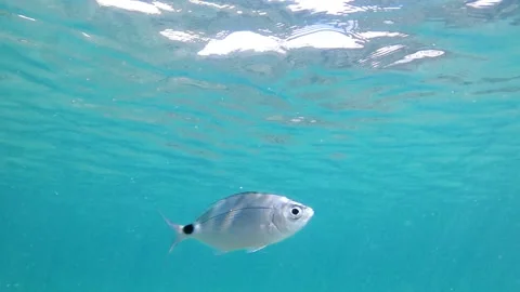 Close-up view of a Oblade fish swimming underwater Vídeos de archivo 140187775