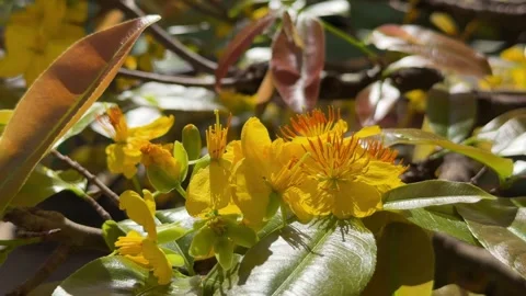 Close view of Ochna integerrima petals and stamens against branches and open sky Stock Footage 332029663