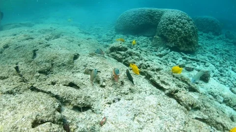 Close view of ocral reef fish feeding on the ocean floor near coral reef 4K Stock Footage 98434411