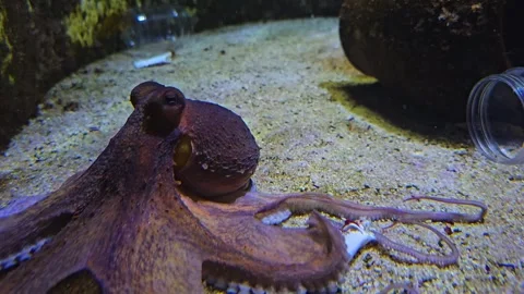 Close up view of an octopus Stock Footage 266194536