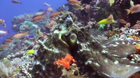 Close-up view of an octopus living on underwater coral reef in Bali. Stock Footage 246324061