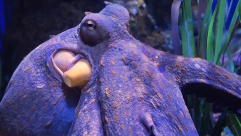 Close up view of a octopus in motion Stock Footage 299635713