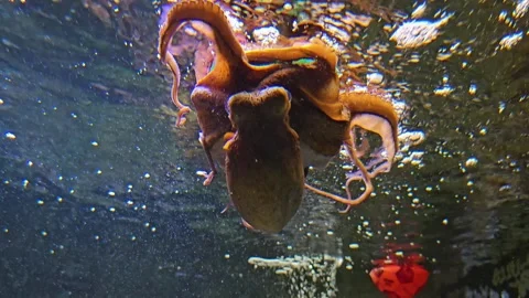 Close up view of an octopus playing Stock Footage 272663746
