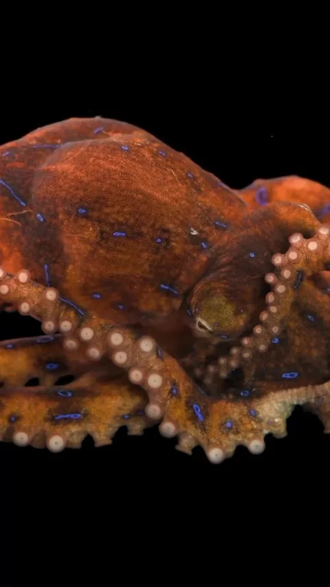 Close-up view of an octopus on the seabed Stock Footage 320380241