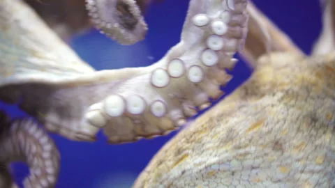 Close-up View of Octopus Tentacles Underwater Swim. 4K Video Clip Vidéo 88641844