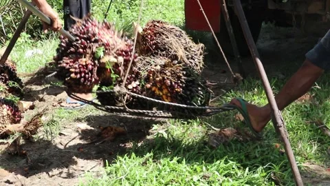 Close up view of oil palm fruit being weighed Stock Footage 296224634