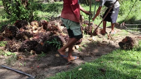 Close up view of oil palm fruit being weighed. bengkulu, indonesia. june 16.. Stock Footage 296224840