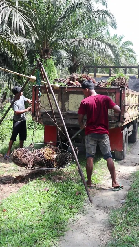 Close up view of oil palm fruit being weighed. bengkulu, indonesia. june 16.. Stock Footage 296225396
