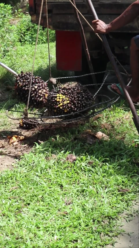 Close up view of oil palm fruit being weighed Stock Footage 296225441