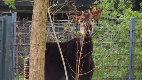 Close view of an Okapi Stock Footage 252549454