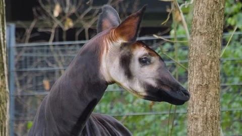 Close view of an Okapi Stock Footage 252549478
