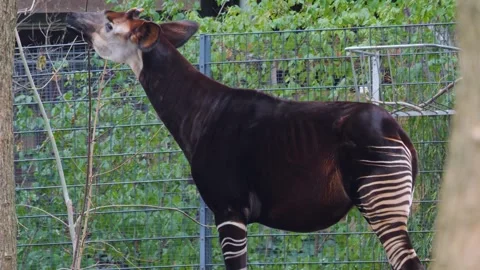 Close view of an Okapi Stock Footage 252561464
