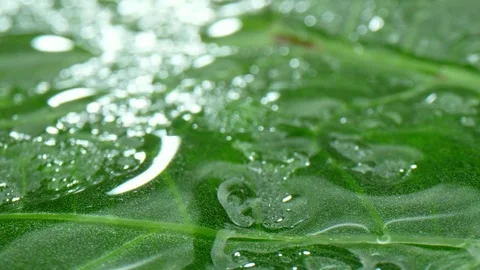 A close-up view of an okra leaf with water droplets. Stock Footage 277247740