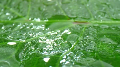 A close-up view of an okra leaf with water droplets. Stock Footage 277247831