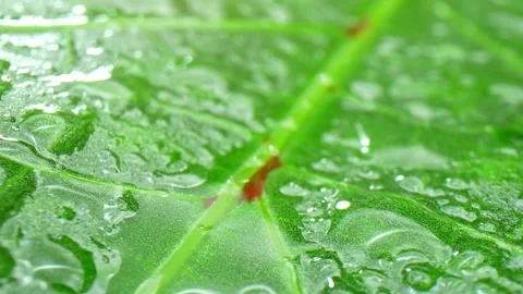 A close-up view of an okra leaf with water droplets. Stock Footage 277247917