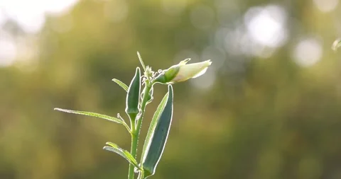 Close up view of Okra plants with fresh Okras and flower back lit in autumn.. Stock Footage 320856126