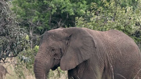 Close up view of old african elephant walking and feeding in the grassland of Stock Footage 112193615