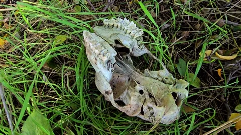 Close view of an old animal skull in grass highlighting exposed teeth and d.. Video stock 323440402
