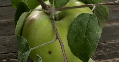 Close up view of an old apple variety - Berzhenitsky Ananas. Video stock 283139095