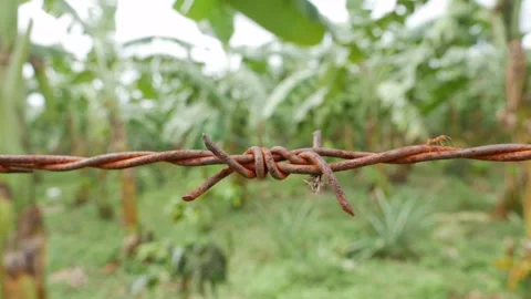Close view of old barbed wire shows an ant moving carefully across corroded Stock-Footage 325034989