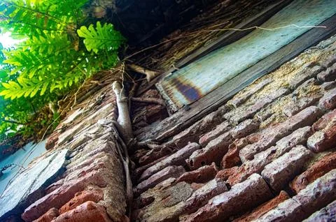 A close up view of an old brick wall with creeping vines and lush green lea.. Stock Photos