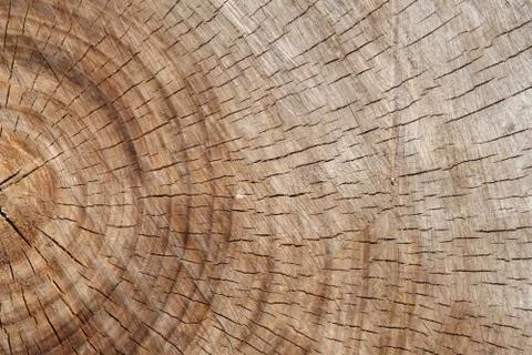 Close up view of the old cut surface of oak tree. Stock Photos