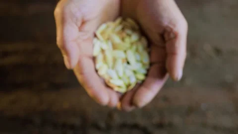 A close-up view of old, experienced hands holding a seed, Stock Footage 267064796