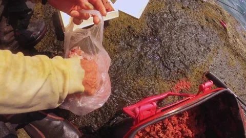 Close up view of an old fisherman preparing bait of mix of small shrimps and som Stock Footage 242998779