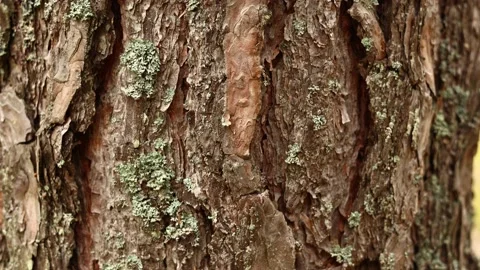 Close up of view of the old pine tree bark with moss. Nature elements beauty Stock Footage 201154738