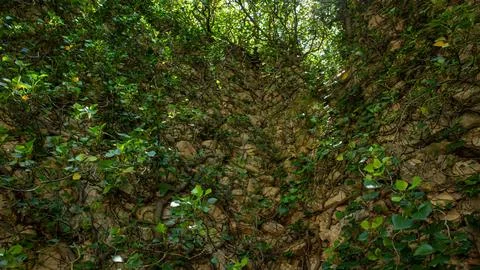 Close up view of an old stone wall covered with climbing ivy and green leav.. Fotos de archivo