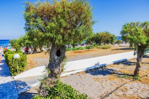 Close-up view of old tamarisk tree with hollow trunk near sandy beach. Stock Photos