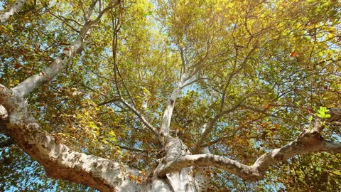 Close-up view of old tree. 4K Footage in Turkey Stock Footage 209655568