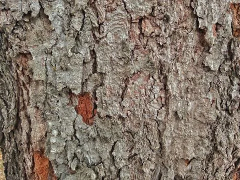 Close-up view of old tree bark texture Stock Photos