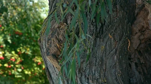 Close-up view of an old tree Stock Footage 106901557