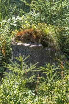 Close-up view of an old tree stump covered in vibrant green moss, surrounded  Stock Photos