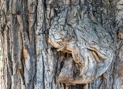 Close-up view of an old tree trunk with a bulge Stock Photos