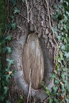 Close view of an old tree trunk wrapped in ivy with a weathered oval patch .. Stock Photos