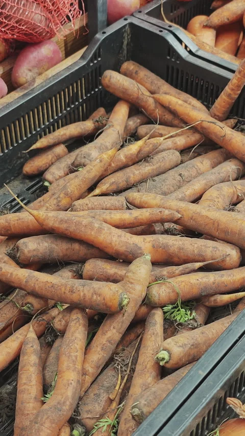 Close up view of an older woman's hands selecting freshly harvested, soil Stock Footage 341139450