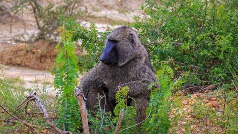 Close up view of Olive Baboon sits on rocks by roadside 스톡 사진