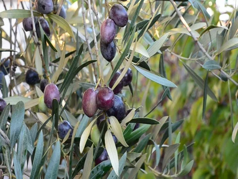 Close up view of an olive pickers' hand picking ripe olives from a tree Stock Footage 77176047