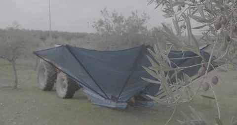 Close-up view from the olive tree branch 스톡 동영상 143964711